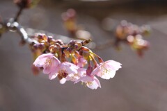 たおやかな河津桜