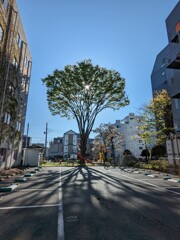 小さな公園と大きな欅