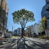 小さな公園と大きな欅