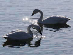 やすらぎの世界