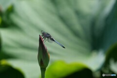 薄暑の候　2/2