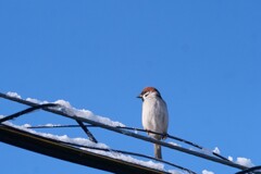 雪見る雀