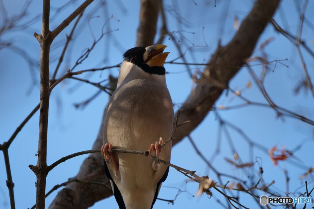 イカルさんお目見え