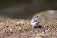 後ろ姿もかわいいね