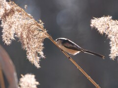 公園の小鳥たち