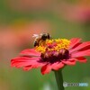 花とミツバチ