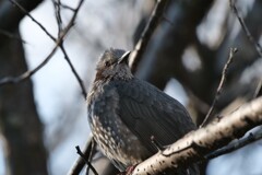 北風吹きぬく寒い朝