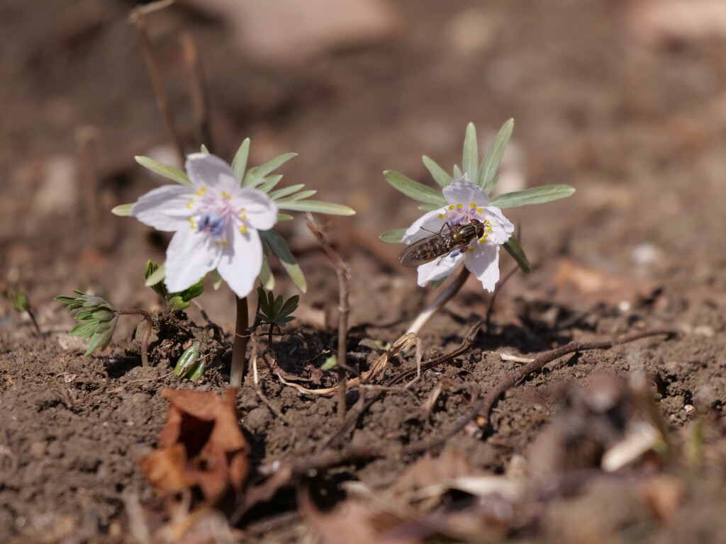 ハナアブさんと節分草