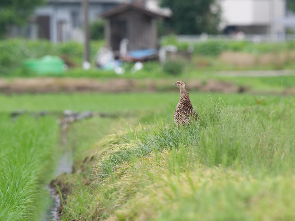 鋭い眼光