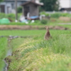鋭い眼光
