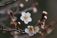 白梅