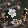 白梅