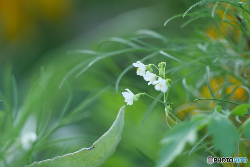 ちいさい花