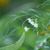 ちいさい花