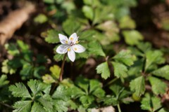 立春の花たち