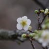 緑萼梅
