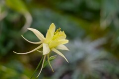 続 高山植物館の花