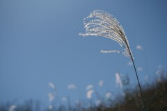 尾花の簪