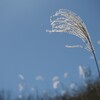 尾花の簪
