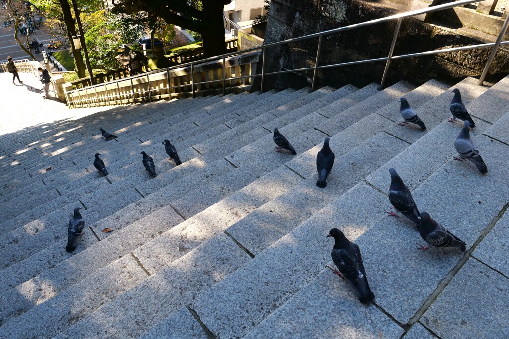 お腹を空かせた鳩