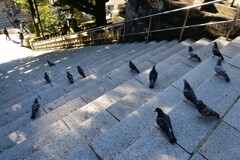 お腹を空かせた鳩