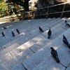 お腹を空かせた鳩