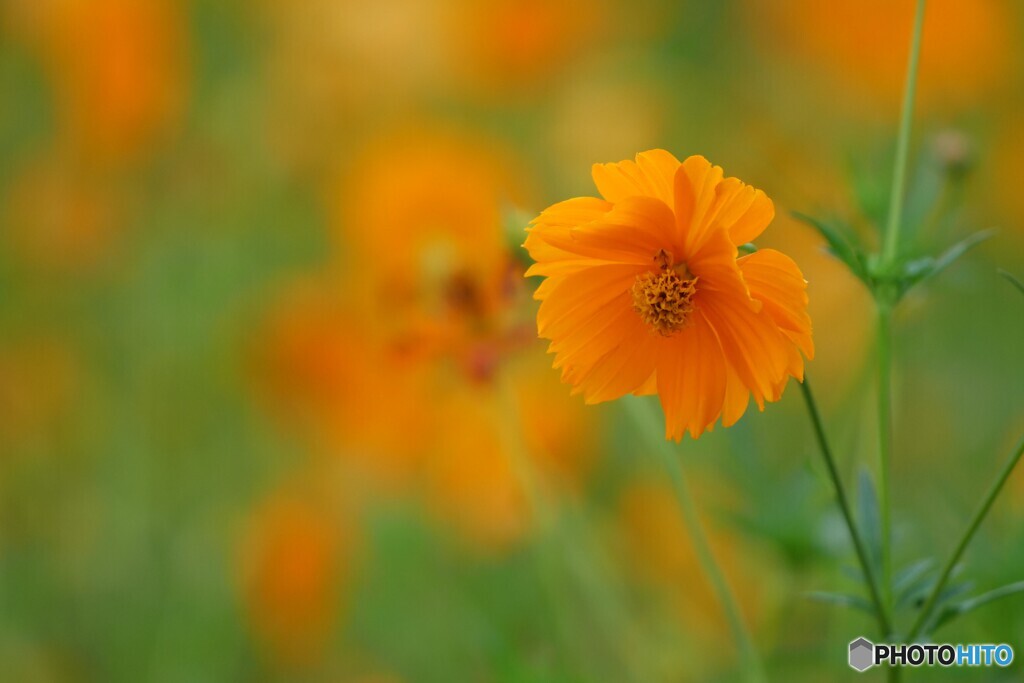 朝に見る花