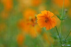 朝に見る花