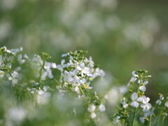 だいこんの花