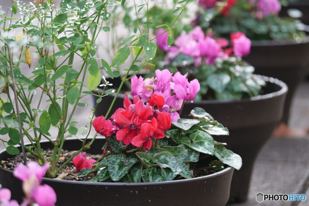 ちいさな花たち