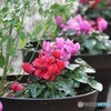 ちいさな花たち