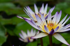 夏を醸し出す花 1/2