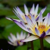 夏を醸し出す花 1/2