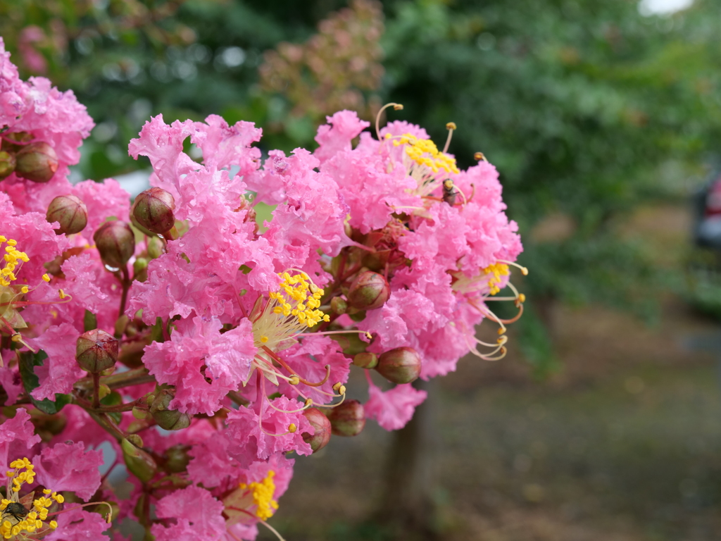 雨の日の花たち