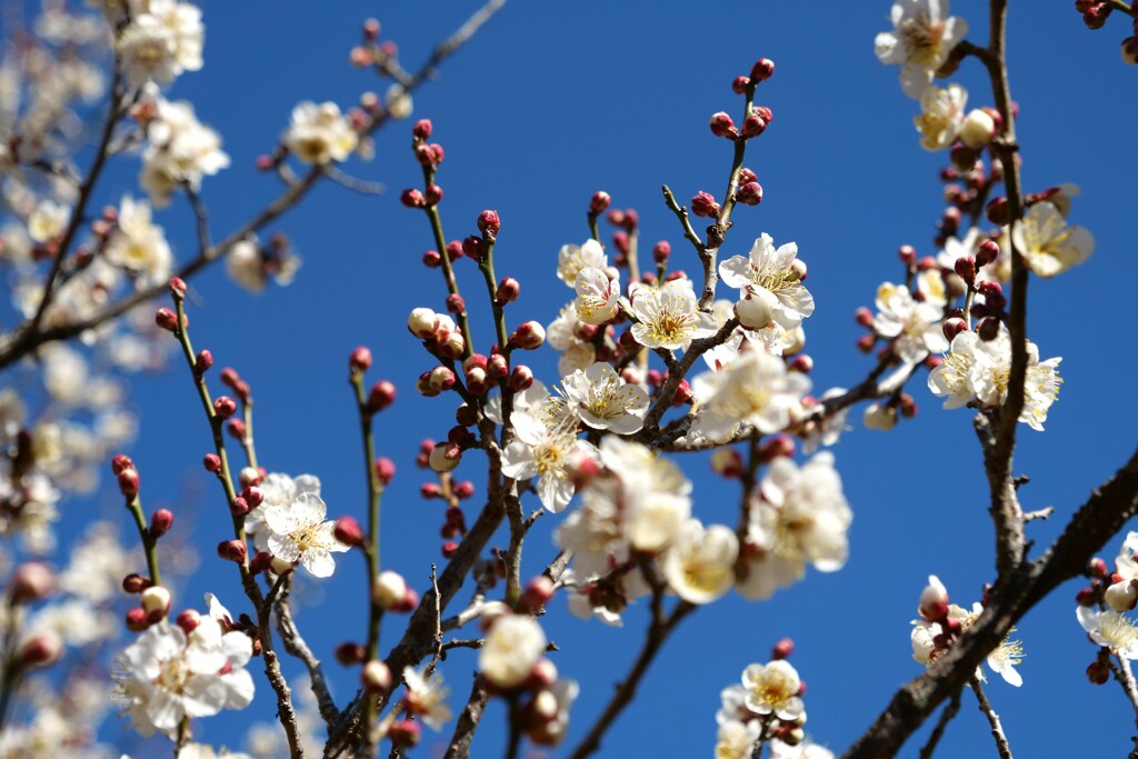 花札の梅 白Ver.