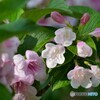 公園に咲く花