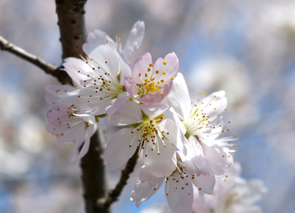 魅了する桜
