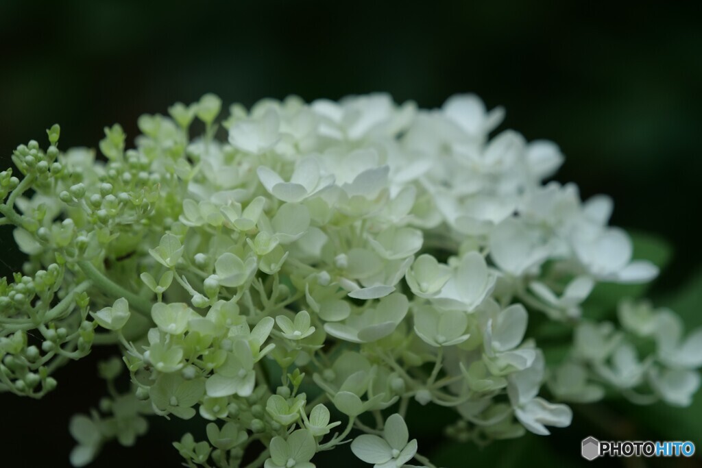 長月の紫陽花