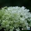 長月の紫陽花