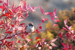 紅葉見物