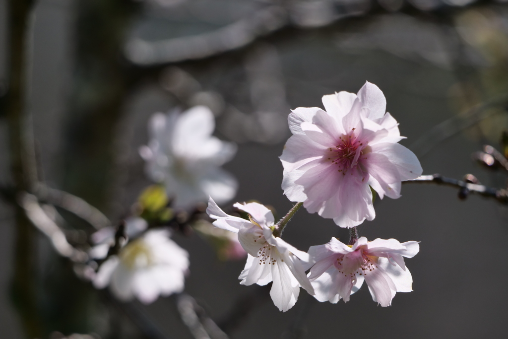 晩秋の陽ざし 