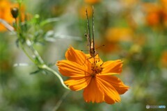 花と. . .　　蝶