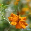 花と. . .　　蝶