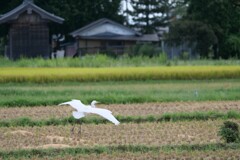 鷺のいる風景