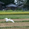 鷺のいる風景