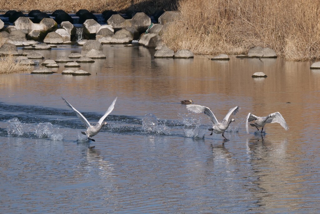 飛んで！白鳥さん