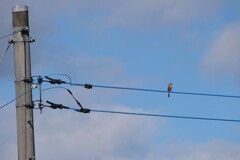 電線上のモズ