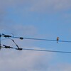電線上のモズ