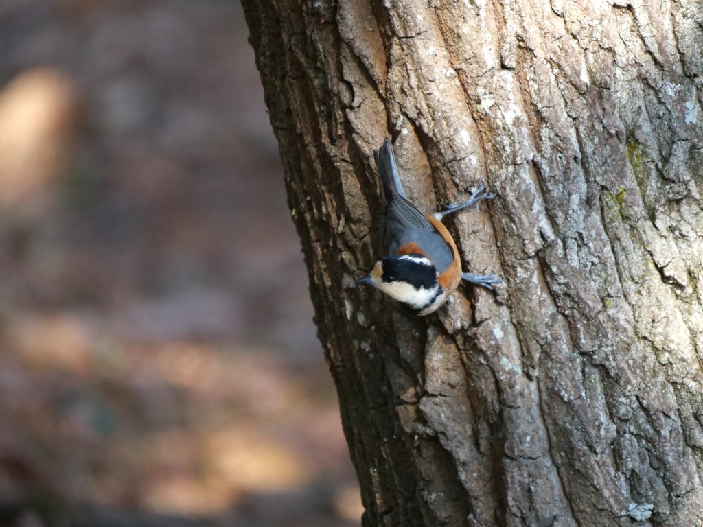 公園の小鳥たち