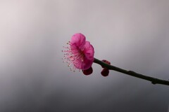 白地に赤く